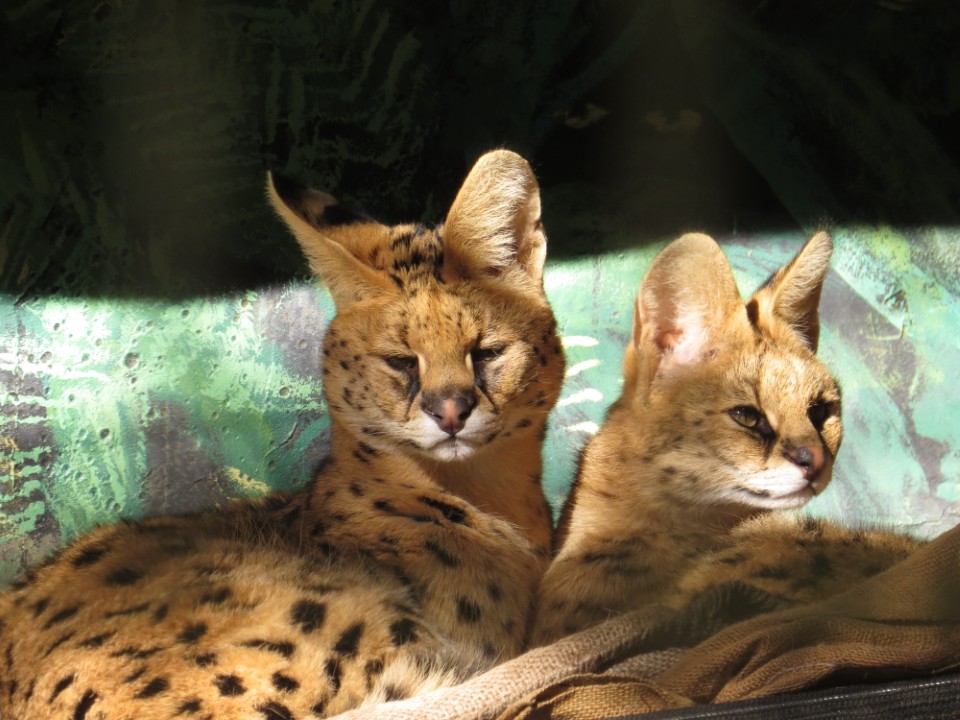 servals